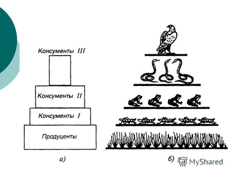 Экологическая пирамида рисунок. Экологическая пирамида консументы продуценты. Экологическая пирамида биомассы. Пирамида биомасс продуценты. Схема экологической пирамиды.