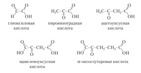 Яблочная кислота щавелевоуксусная кислота
