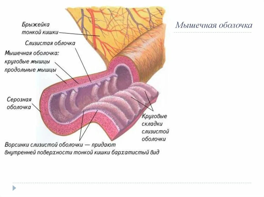 Серозная и слизистая оболочка. Строение мышечной оболочки тонкого кишечника. Слои мышечной оболочки толстой кишки. Слои мышечной оболочки тонкого кишечника. Мышечные слои тонкого кишечника.