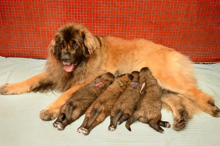 Питомник собак в ростове на дону. Питомник собак в ростове на дону. Шотландский ротвейлер. Собачий питомник в кургане. Леонбергер молоссы.