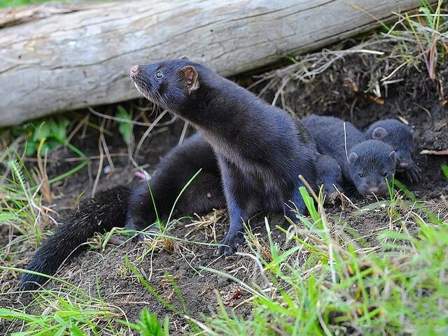 норка европейская и норка американская. северная европейская норка (mustela lutreola lutreola). норки бывают. норка финский топаз. норка домашняя.