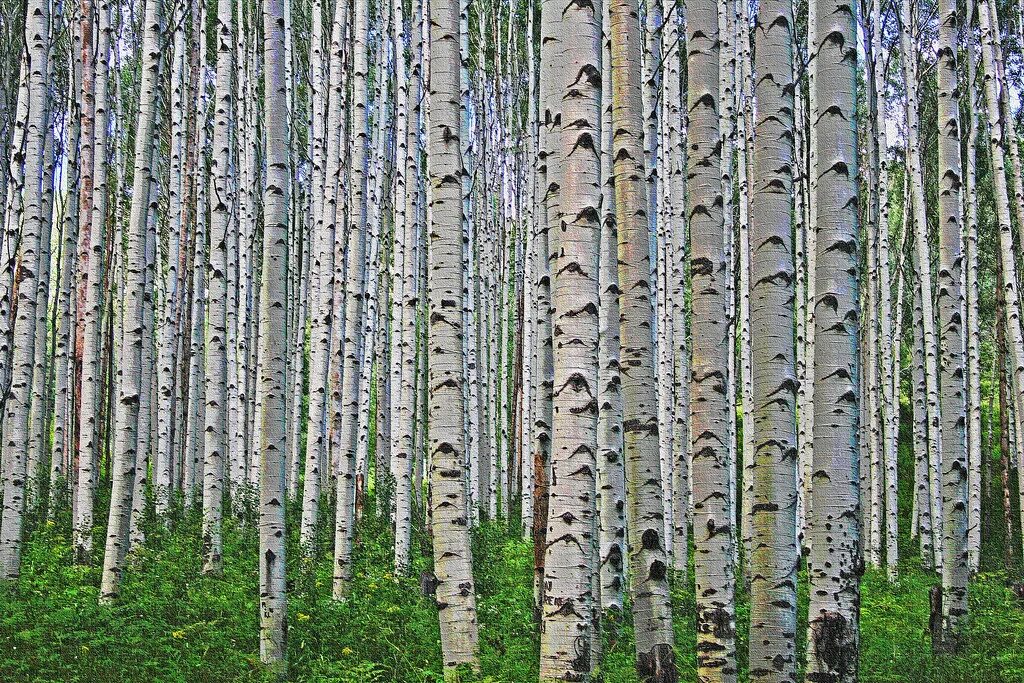 I see a forest