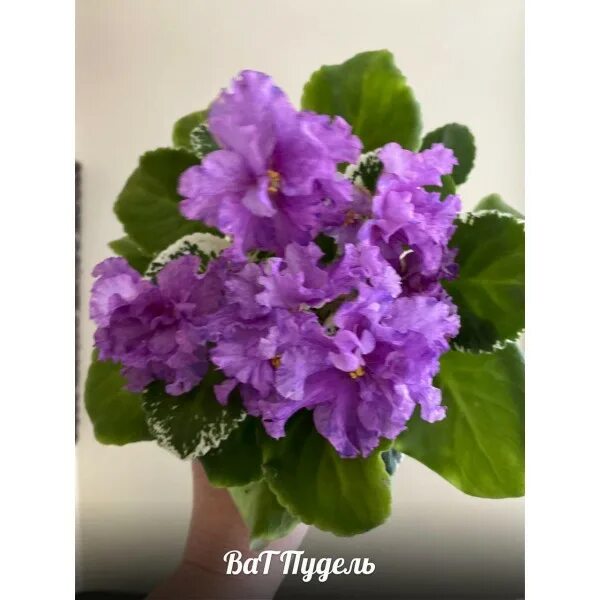 Сорта фиалок ле ват пудель. Фиалка mas purple poodle. Сорт фиалки ват пудель. Фиалка ват пудель. Ват пудель.