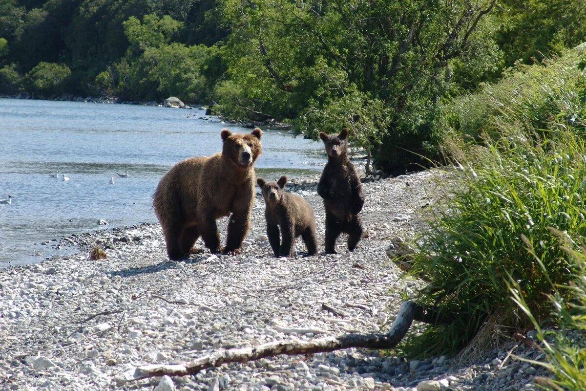 Сахалинске животные. Сахалинске животные. Остров тюлений сахалин сивучи. Курильские острова фауна. Заповедники сахалина.