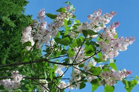 Песню ивана кучина цветет сирень