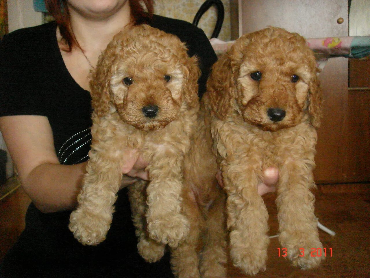 пудель щенок 3 месяца. пудель щенок 3 месяца. карликовый пудель 3 месяца. пудель щенок 3 месяца. 5 месяца.