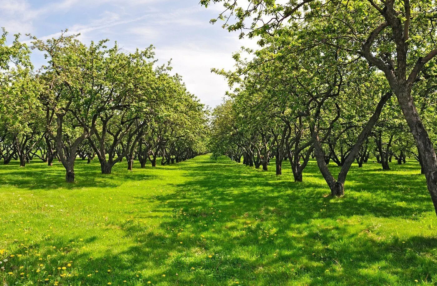 Apple tree garden