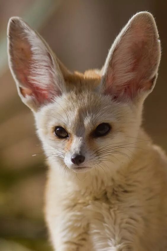 Adorable Fennec Fox - Cutest Pet Fox