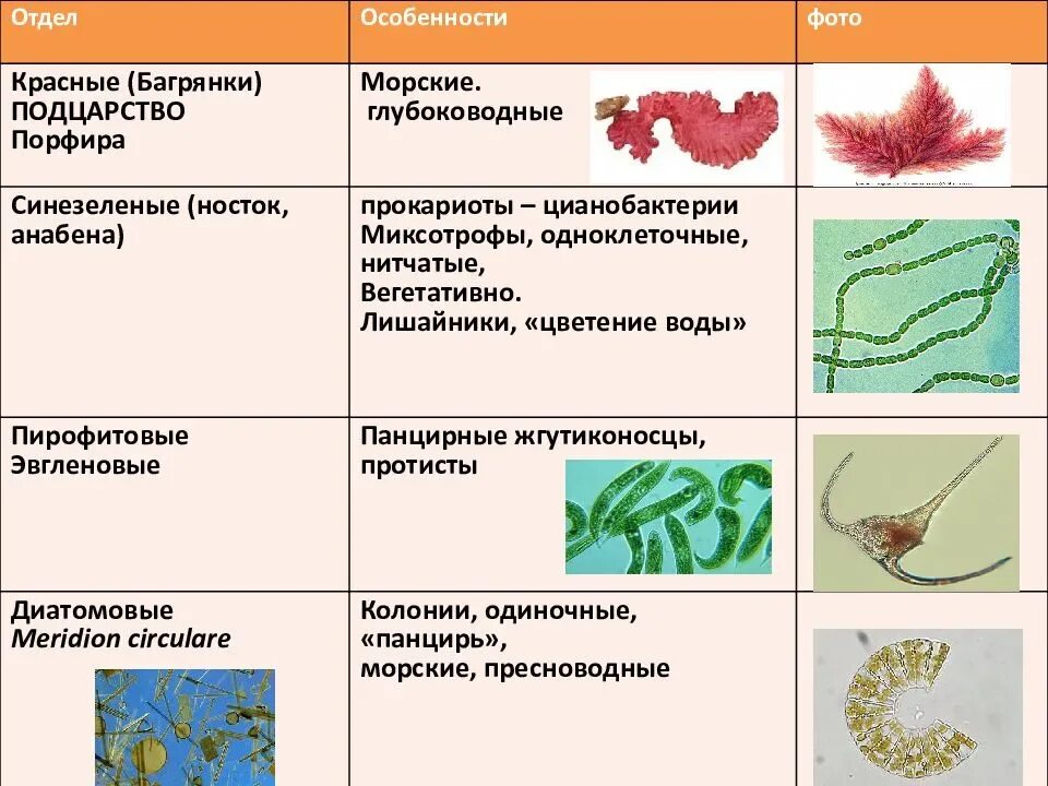 Царство растений цианобактерии. Общий признак цианобактерий и высших растений. Сходство цианобактерий с растениями. Характерные признаки цианобактерии.