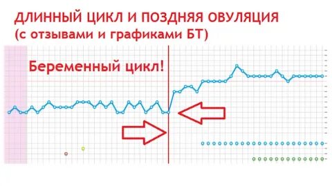 Поздняя овуляция отзывы