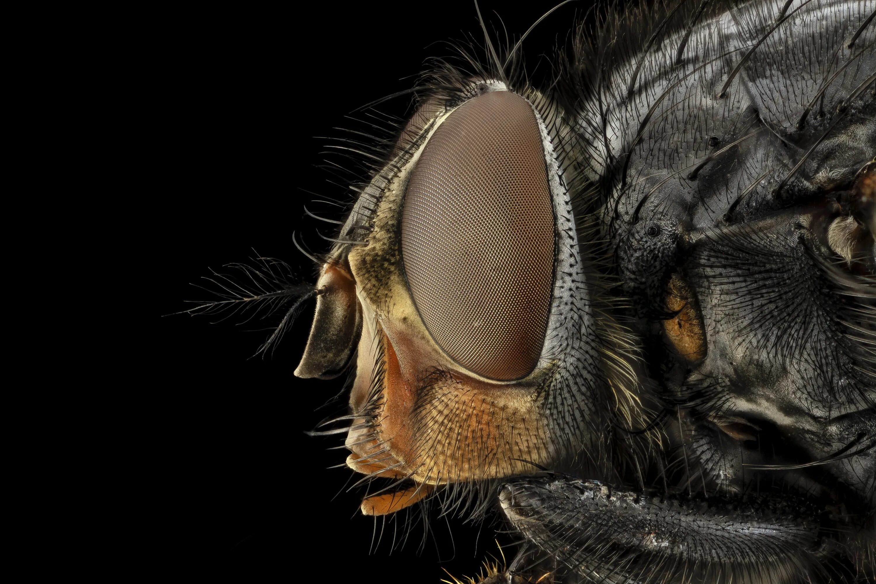 Муха ЦЕЦЕ глаза. Муха ЦЕЦЕ Макросъёмка. Морда бабочки под микроскопом. Лапка мухи под микроскопом. Звуки мухи для кошек