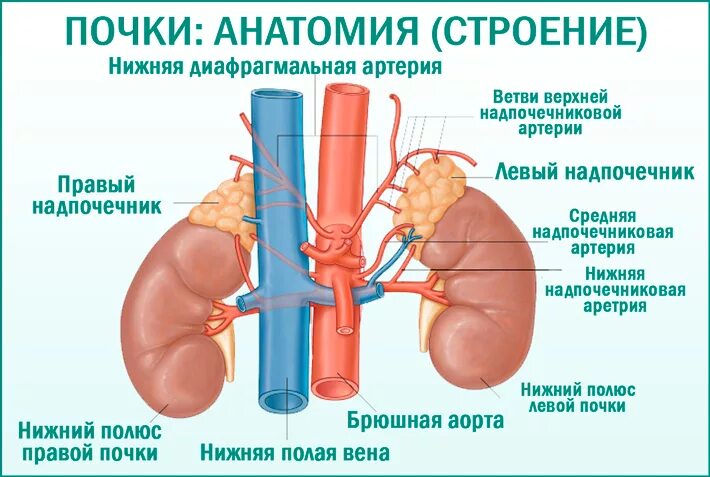 Варианты анатомии почечных артерий. Кровоснабжение почки анатомия. Почечные артерии анатомия. Надпочечники строение анатомия.