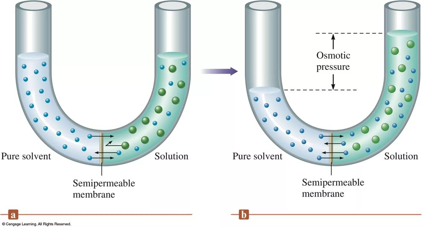 Apoc pressure. Osmosis and osmotic pressure. осмос в кишечнике. осмотик это.