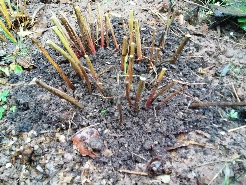 Нужно ли обрезать пионы осенью под зиму. Пион древовидный зимовка. мульчирование древовидного пиона. мульчирование пионов. мульчирование пионов осенью.