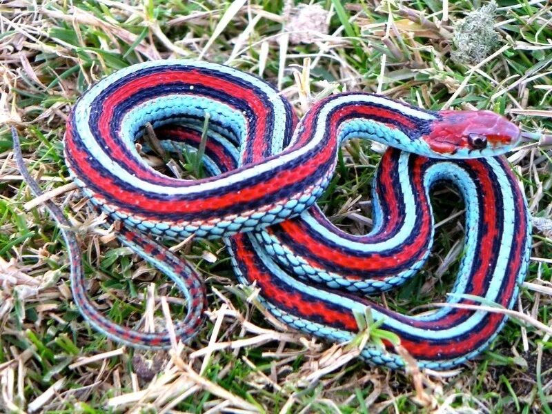 Типа змейка. Калифорнийская подвязочная змея. Голубая подвязочная змея. Калифорнийская подвязочная. Подвязочная змея обыкновенная.
