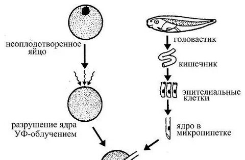 Неоплодотворенный зародыш