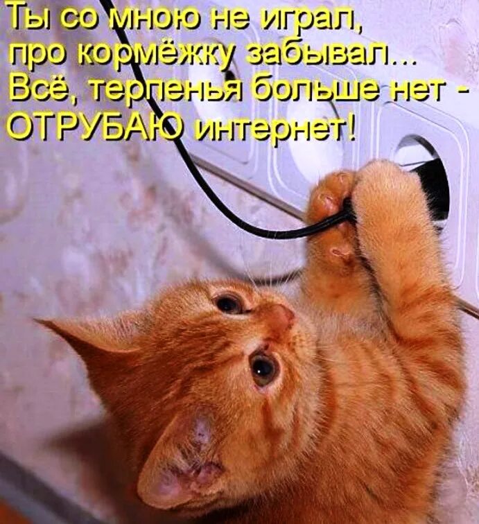 Огромное терпение. Юмор про котов. Кот и розетка. Юмор про кошек в картинках с надписями смешные. Розетка у кошек.