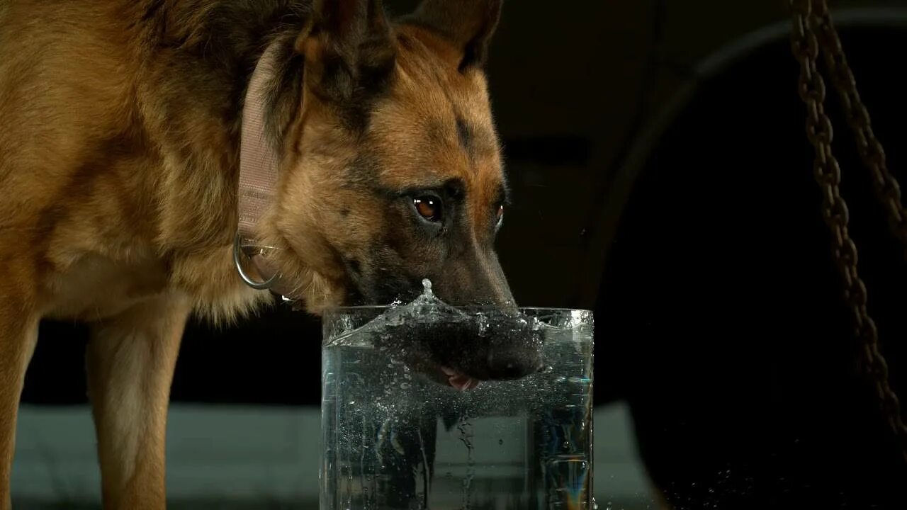 Собака пьет воду. Собака пьет воду из миски. Собака пьющая воду. Собака лакает. Собака пьющая кровь