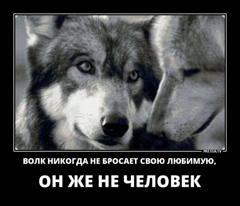 Не предам не обижу. Волки преданные друг другу. Волки преданность. Волк любит. Волчья верность.