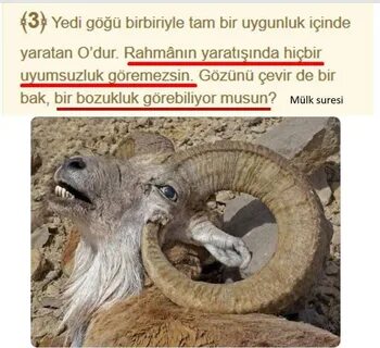 Природа жестока