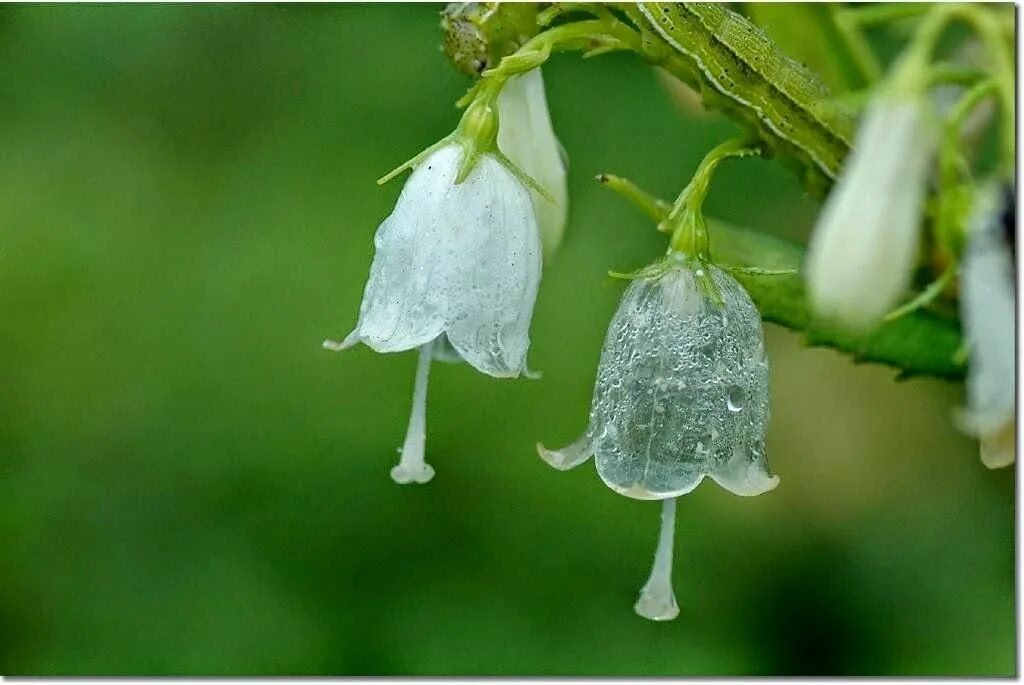 Бесцветное растение. Подъельник обыкновенный. Цветок двулистник грея. Цветок двулистник грея. Ледяная зелень цвет.