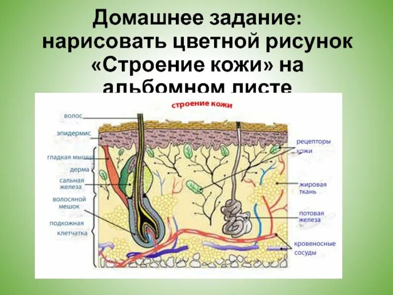 Значение кожи и ее строение терморегуляция тест. Строение кожи. строение кожи задание. строение кожи дельфинов. строение кожи человека схема.