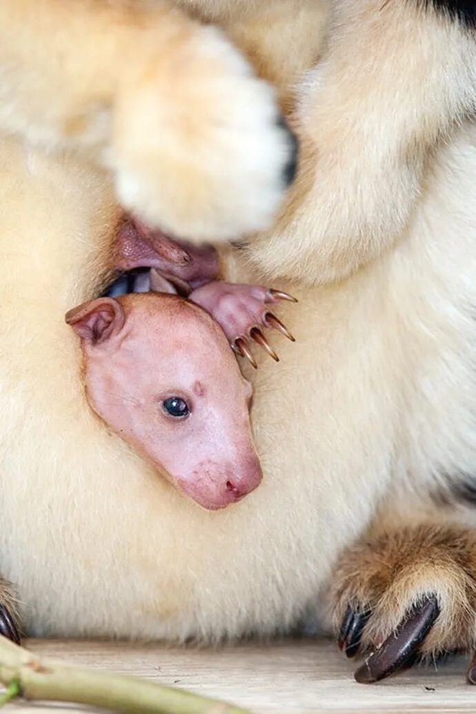 Новорожденные кенгуру. Кенгуру с детенышем. Детёныш кенгуру новорожденный. Детеныш кенгуру родившийся.