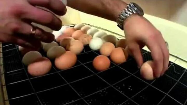 Дезинфекция яиц перед инкубацией. Овоскопирование утиных яиц. Инкубатор для яиц своими руками. Инкубатор золушка на 30 яиц. Чем обработать инкубатор перед закладкой яиц.