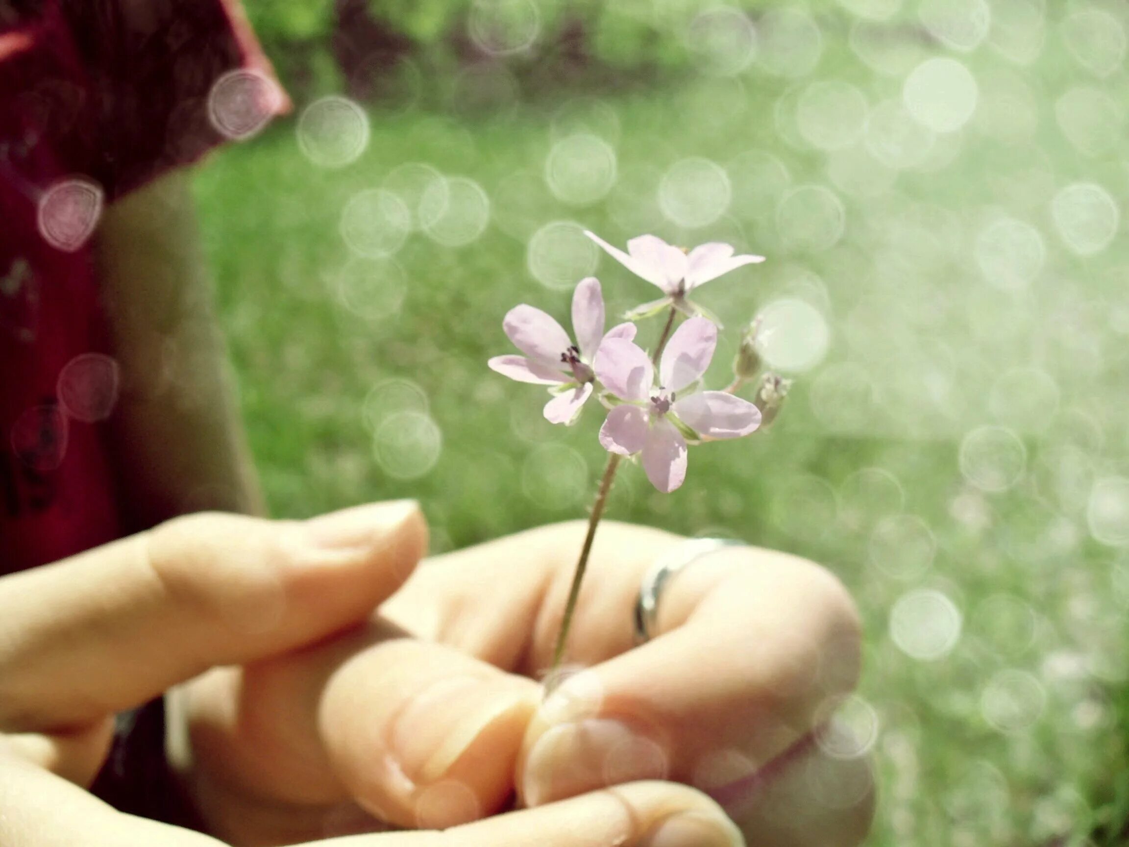 Цветы в ладонях. Цветок на руку.. Нежные цветы в руках. Нежность природа. Доброта и нежность сердца