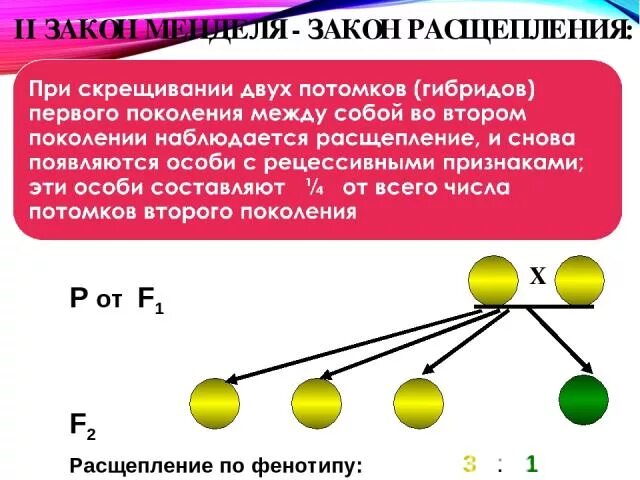 Моногибридное скрещивание расщепление 15:1. Расщепление при моногибридном скрещивании в f2. Закон расщепления признаков у гибридов второго поколения. Расщепление по фенотипу 3 1.