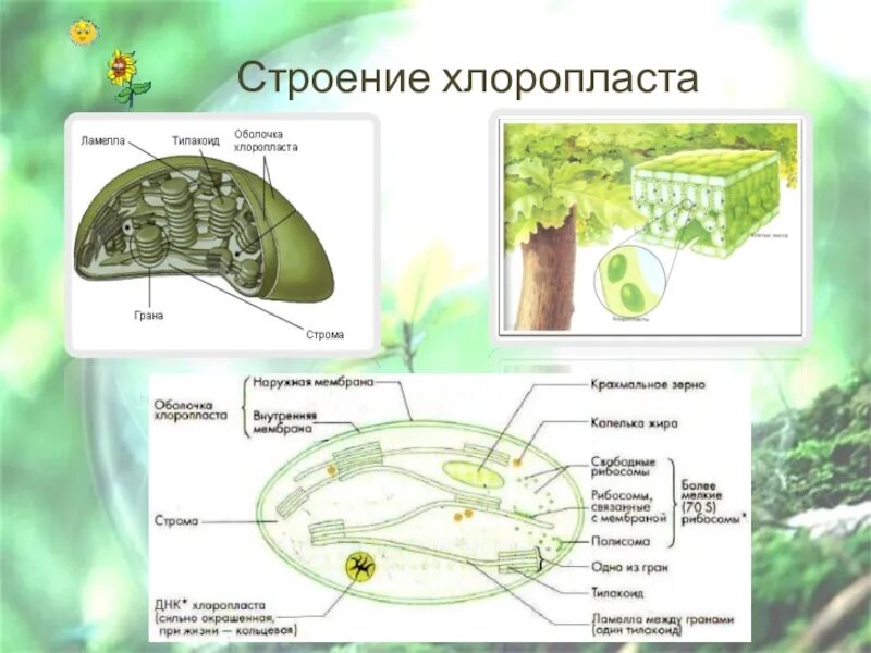 Строение хлоропласта Ламелла. Строение хлоропласта 9 класс Ламелла. Строение хлоропласта 9 класс биология. Строма хлоропласта фотосинтез. Хлоропласт заполнен