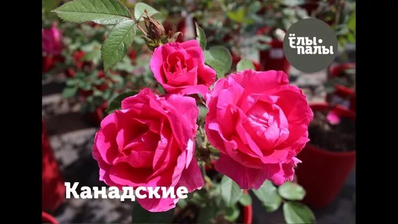 Гаршинка интернет-магазин. Гаршинка каталог роз. Каталог посадочного материала. Гаршинка каталог. Гаршинка каталог роз.