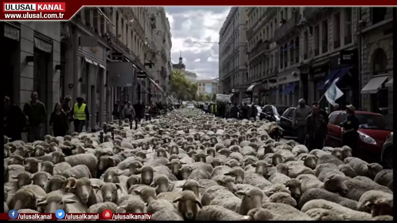 Почему люди стадо. Стадо людей. бараны толпа. толпа овец.