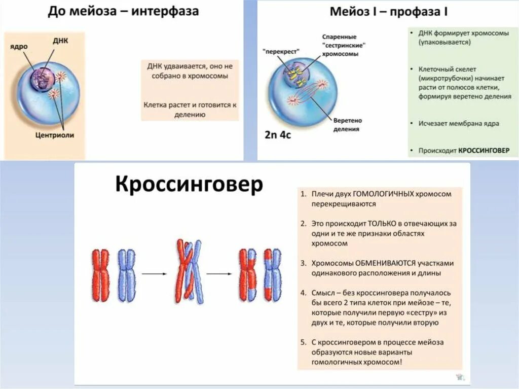 Расхождение центриолей с образованием веретена деления