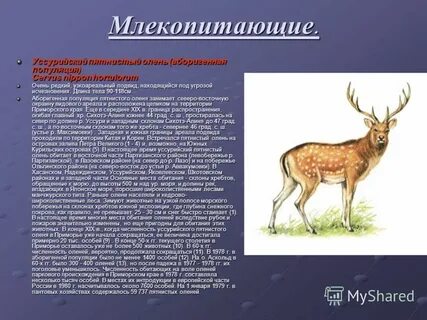 Олень в красной книге