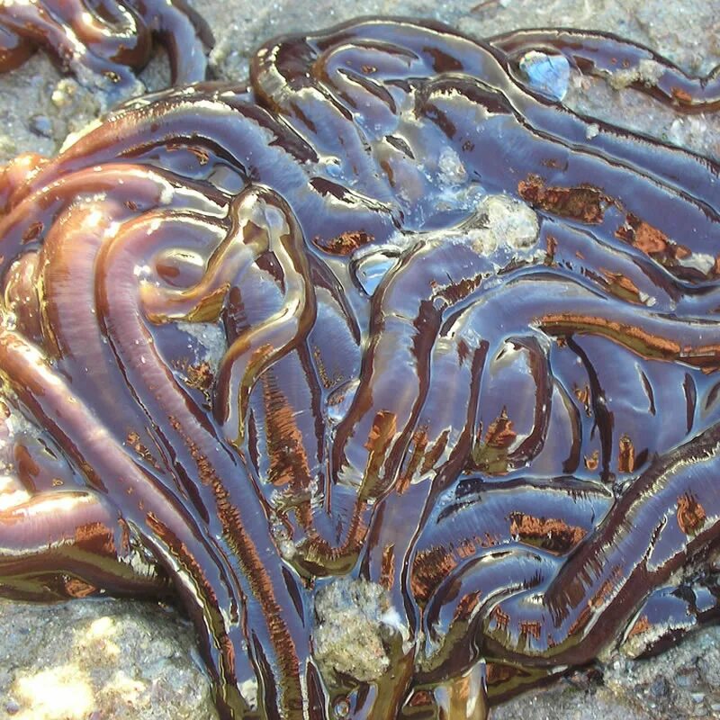 Самой большой червь. Самый длинный червь в мире 55 метров. Морской ленточный червь немертин.