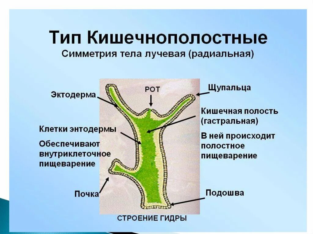 Тип Кишечнополостные строение гидры. Строение гидры кишечная полость. Кишечная полость у кишечнополостных. Строение гидры мезоглея. Формируется гастральная полость