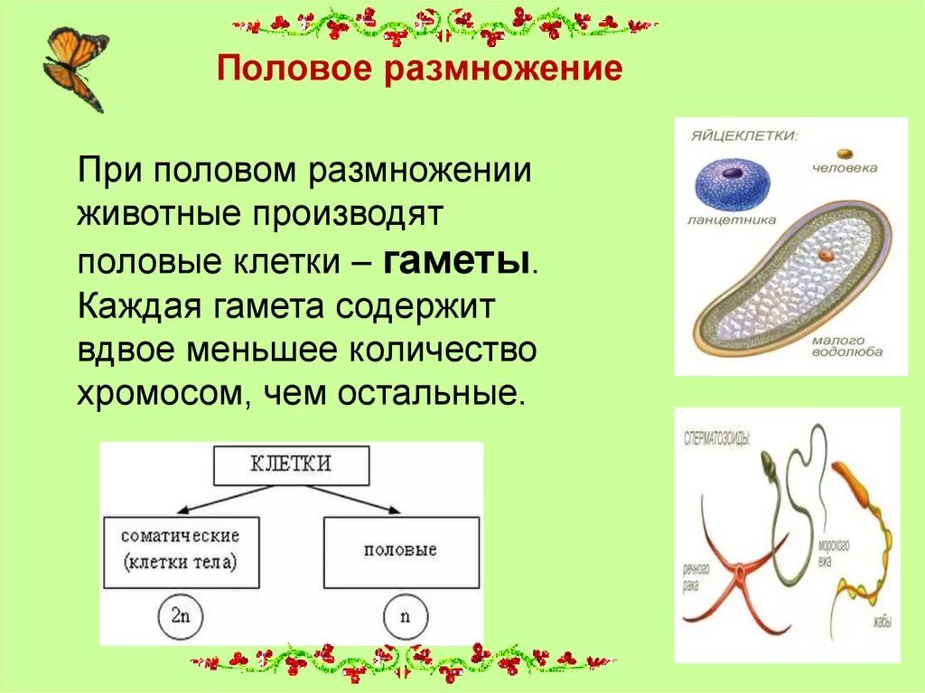 Половое размножение животной клетки. Половое размножение биология 9 класс. Генетические основа полового размножения организмов. Половое размножение гаметы.