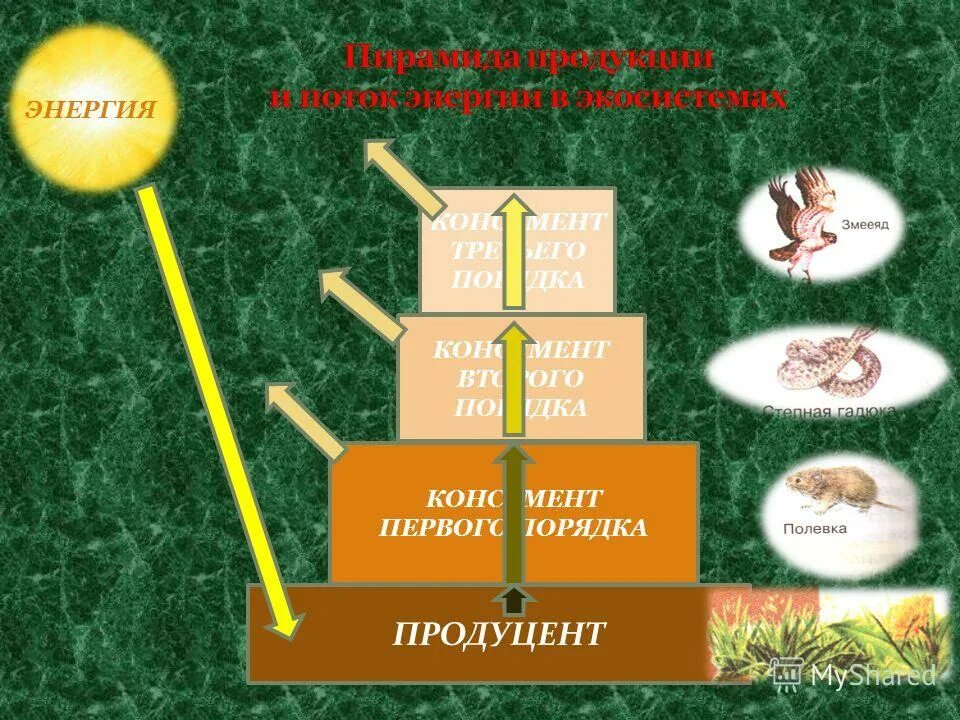 Продуценты болота. Пирамида продукции и поток энергии в экосистемах. Пирамида потока энергии экосистема. Болото продуценты. Передача энергии в пищевой цепи.