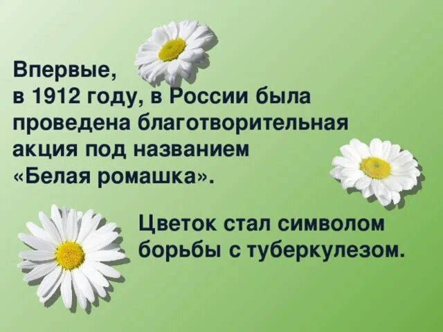 Ромашка против туберкулеза. День белой ромашки профилактика туберкулеза.