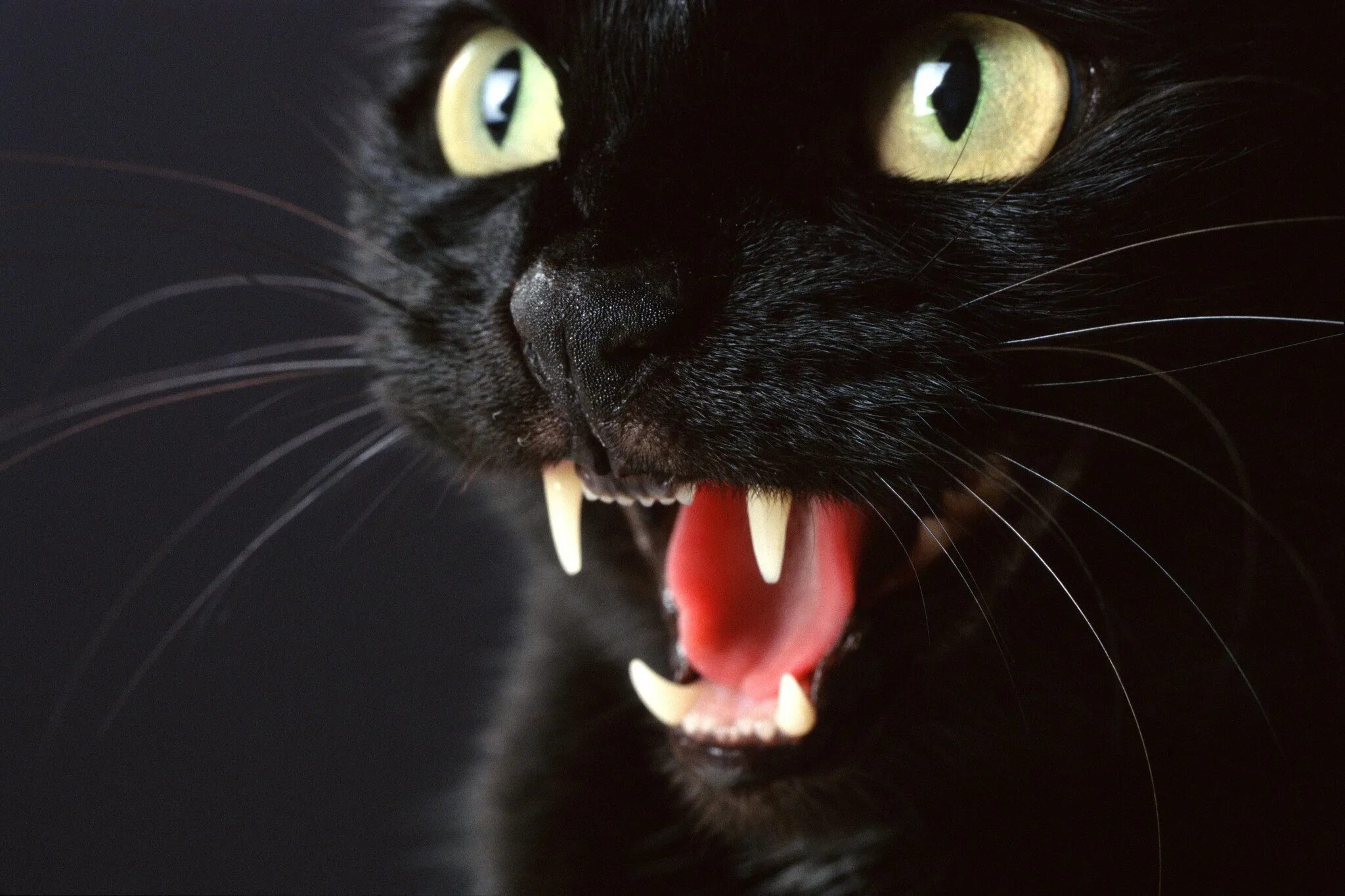 Чёрный кот. Черный кот с открытым ртом. Черный кот шипит. Чёрный кот с зелёными глазами.