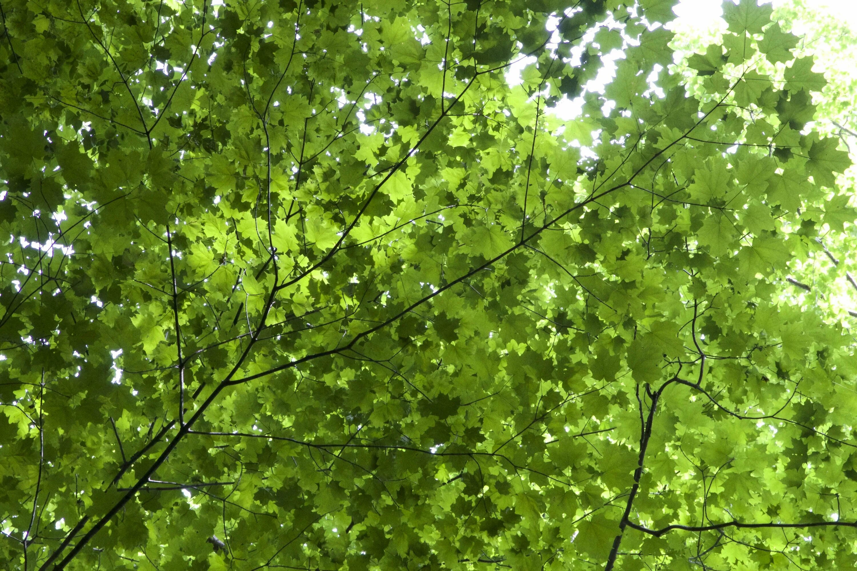 Качающаяся листва. Листва деревьев. Листья деревьев. Дерево зеленое. Кроны деревьев.