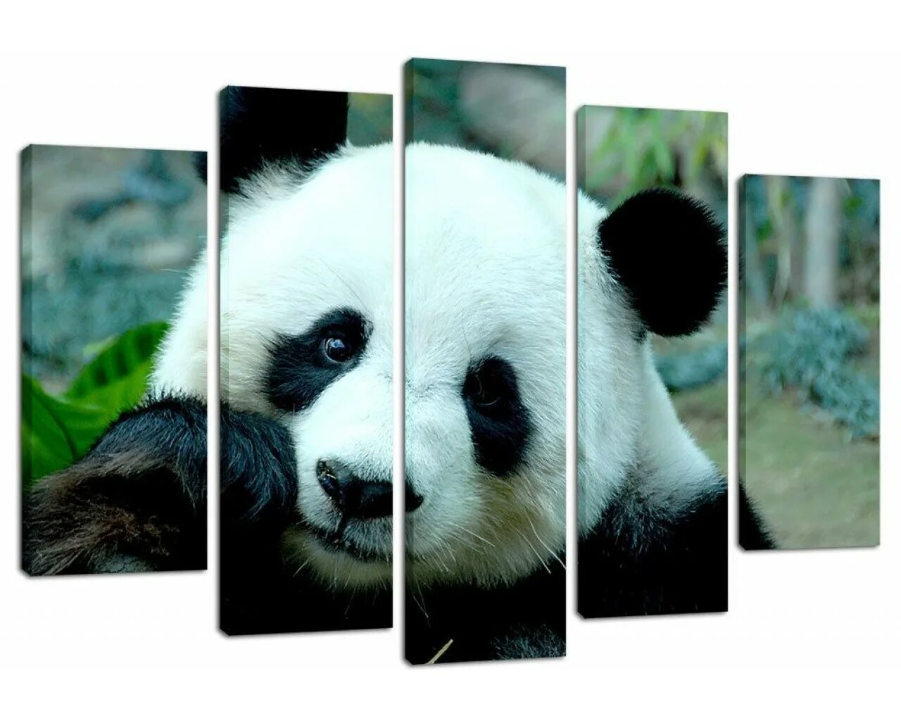 Гигантская панда красная книга. Бамбуковые панды китайские. Панда бамбуковый медведь. Pandas содержит. Семейство панд.