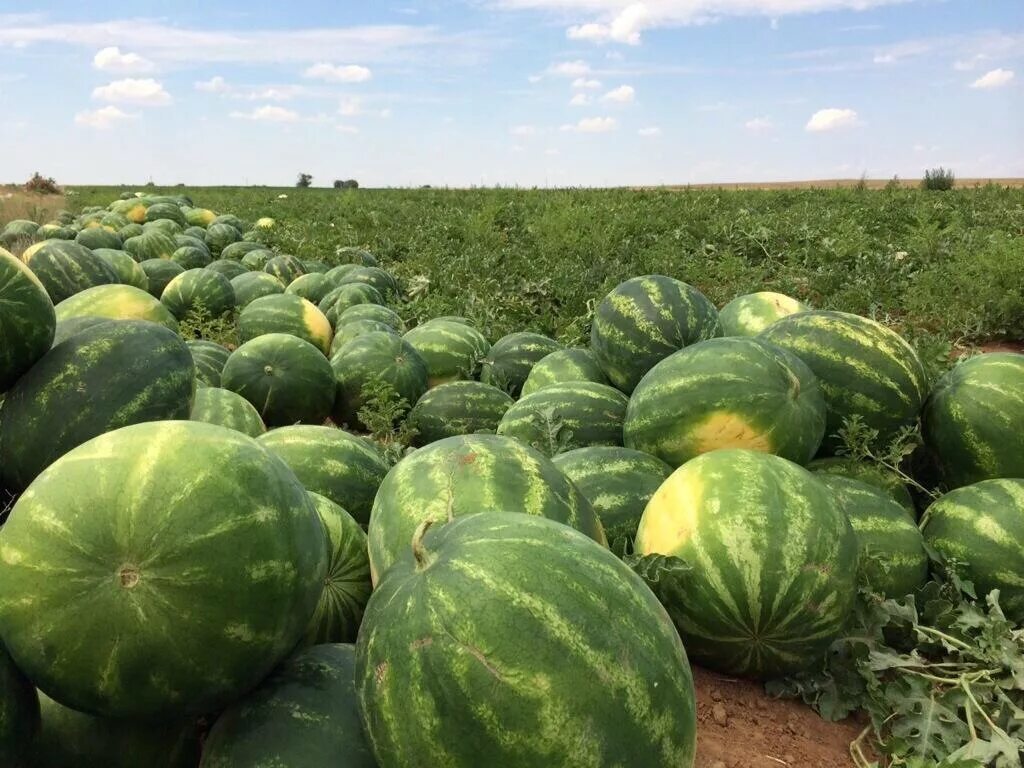 Арбуз рядом дыней. Бахчевые культуры Поволжья. Бахча Краснодарский край. Дынная бахча. Бахча Тамань.