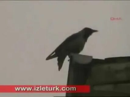 Кра ворона кража караул