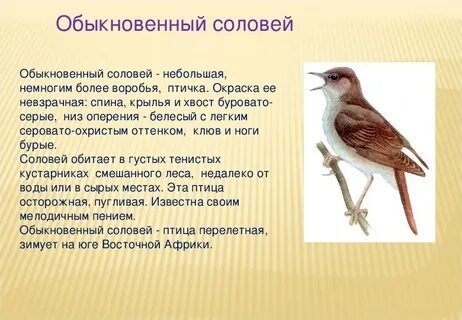 Когда появился соловей