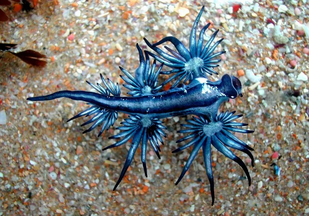 Редкие обитатели. Голожаберный моллюск голубой дракон. Голожаберный моллюск Глаукус. Glaucus Atlanticus голубой дракон. Голожаберные моллюски морской ангел.