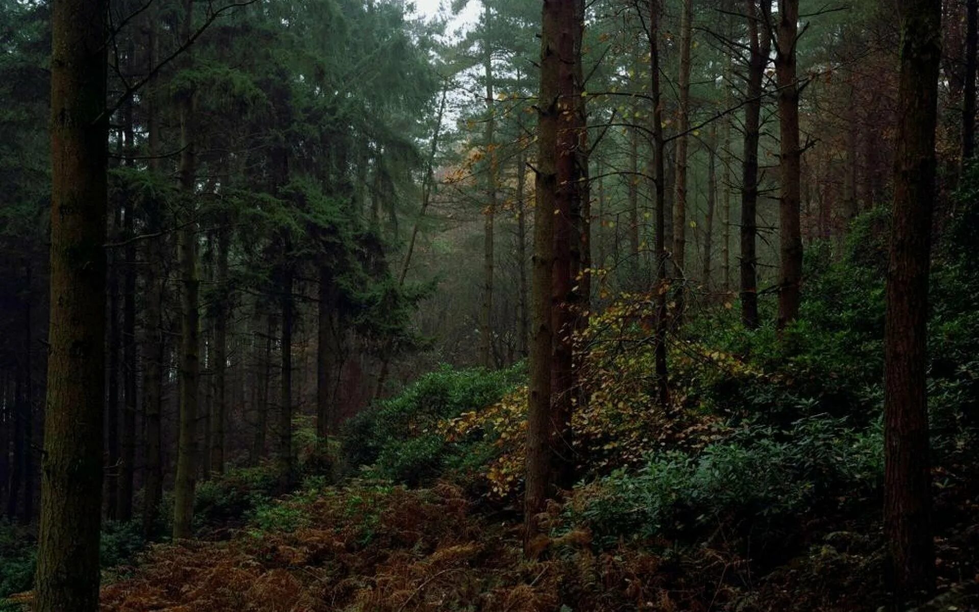 Темная чаща леса. Труднопроходимый хвойный лес. Дремучий хвойный лес. Дарк Форест густой лес. Загущенный хвойный лес.