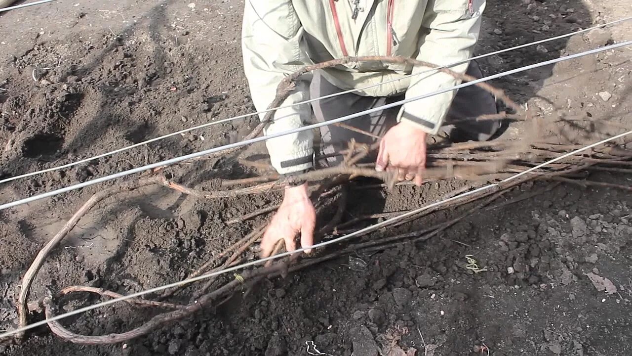 Укрытие винограда весной. Виноград после зимы. Подвязка винограда после зимы. Раскрыть виноград весной.