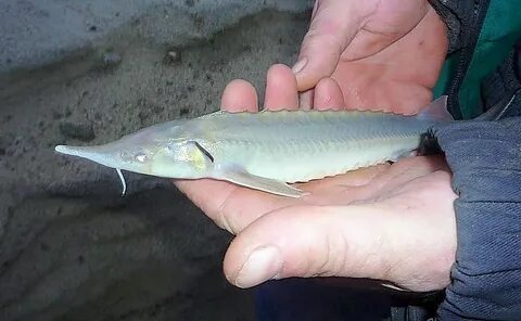 Какая рыба водится в иртыше